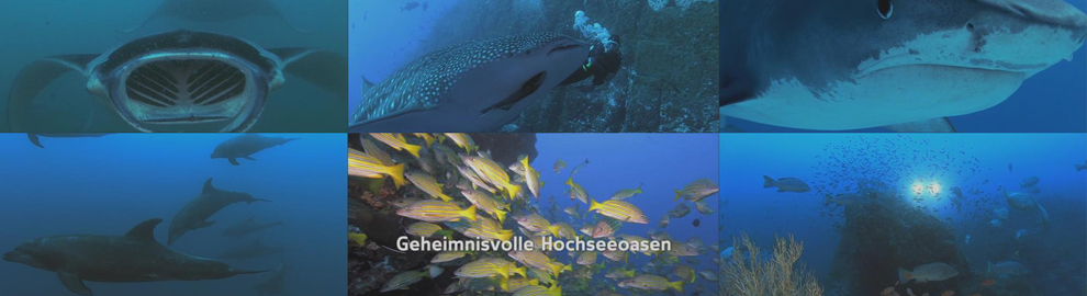 Videoschnitt Tierdokumentation